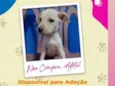 Filhotes da Branquinha 