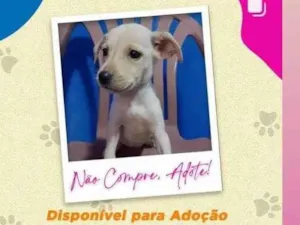 Cachorro raça SRD-ViraLata idade 2 a 6 meses nome Filhotes da Branquinha 