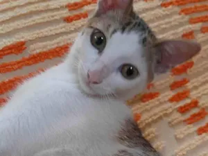 Gato raça SRD-ViraLata idade 2 a 6 meses nome Murilo