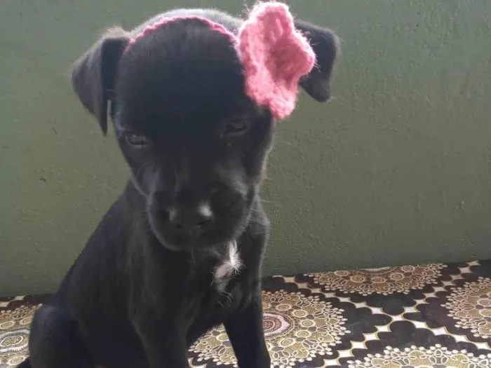 Cachorro ra a SRD-ViraLata idade Abaixo de 2 meses nome Nenhum 