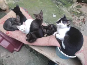 Gato raça  idade 2 a 6 meses nome gatinhos variados