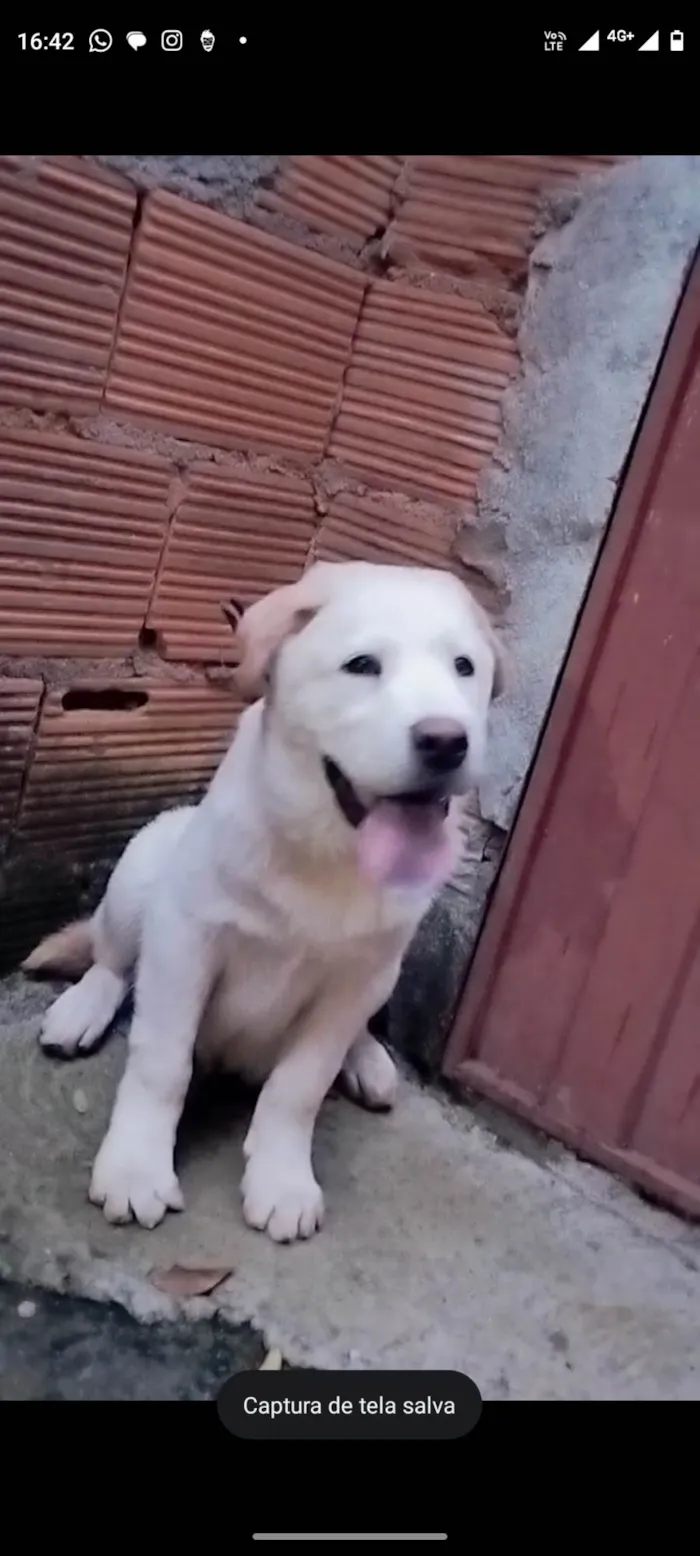 Cachorro ra a Chowchow com labrador  idade 2 a 6 meses nome Marley