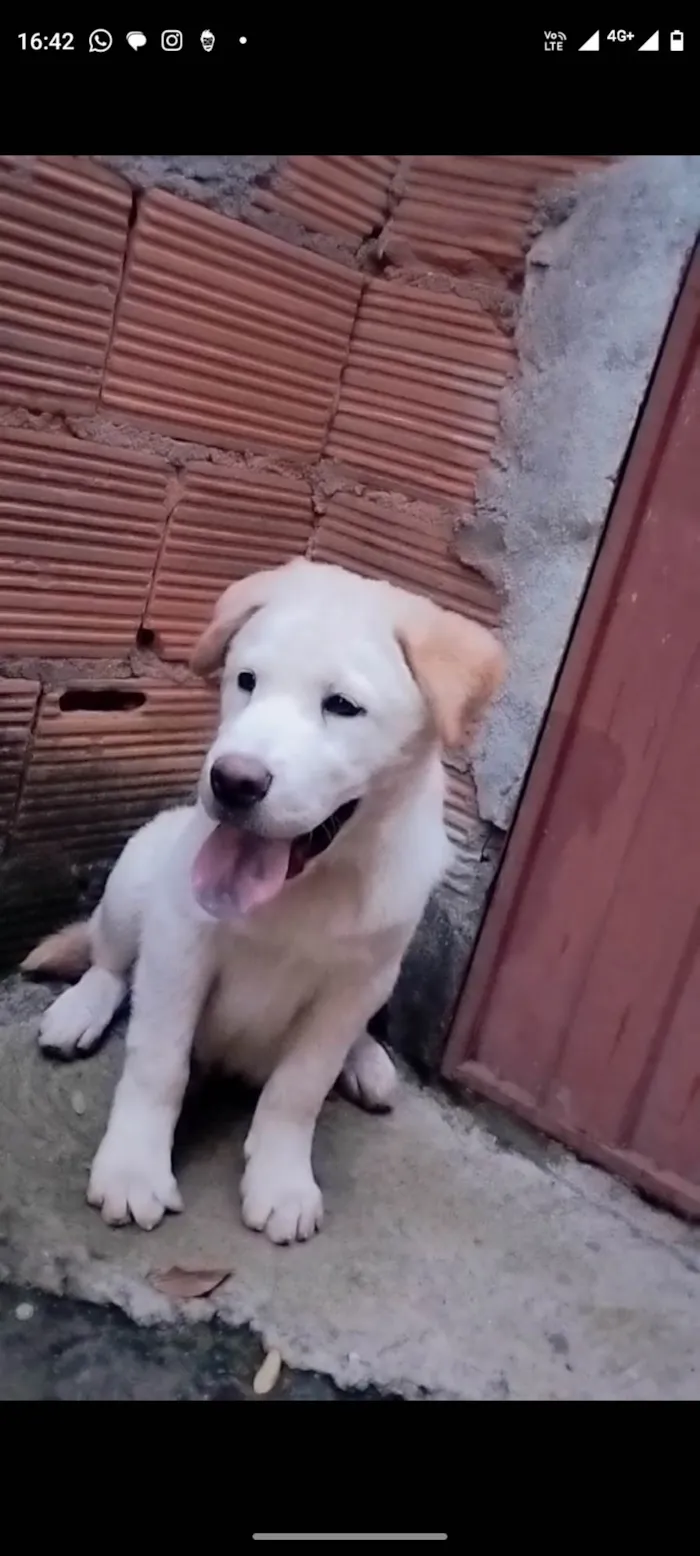 Cachorro ra a Chowchow com labrador  idade 2 a 6 meses nome Marley