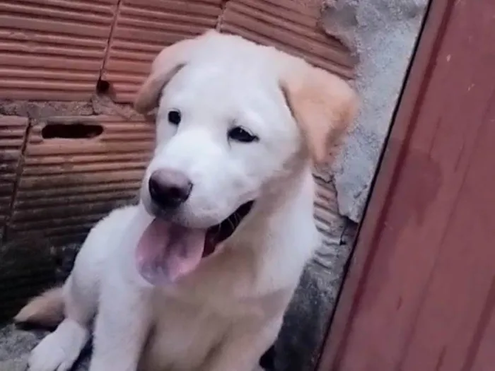 Cachorro ra a Chowchow com labrador  idade 2 a 6 meses nome Marley