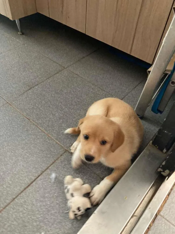 Cachorro ra a SRD-ViraLata idade Abaixo de 2 meses nome Sem nome