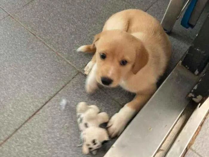 Cachorro ra a SRD-ViraLata idade Abaixo de 2 meses nome Sem nome