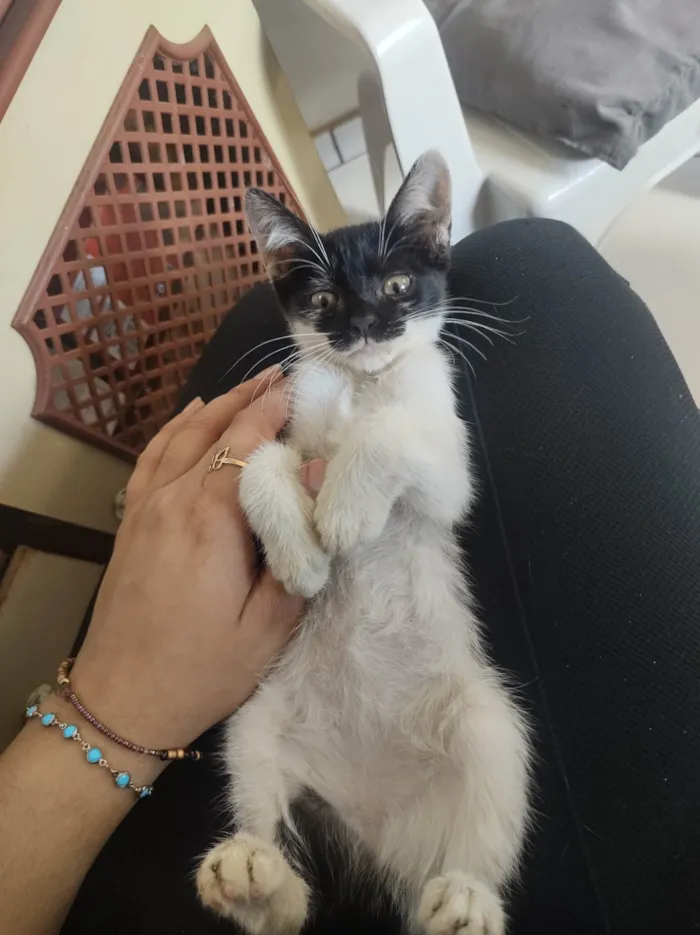 Gato ra a Gato idade Abaixo de 2 meses nome Sem nome 