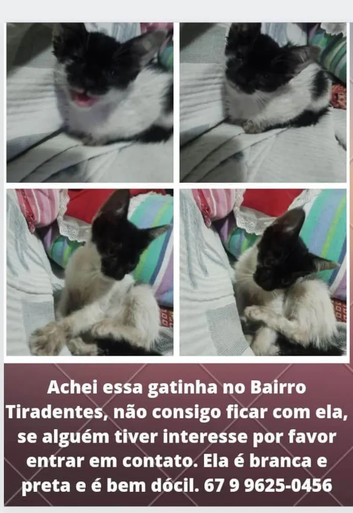 Gato ra a Gato idade Abaixo de 2 meses nome Sem nome 