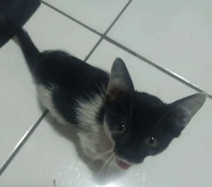 Gato ra a Gato idade Abaixo de 2 meses nome Sem nome 