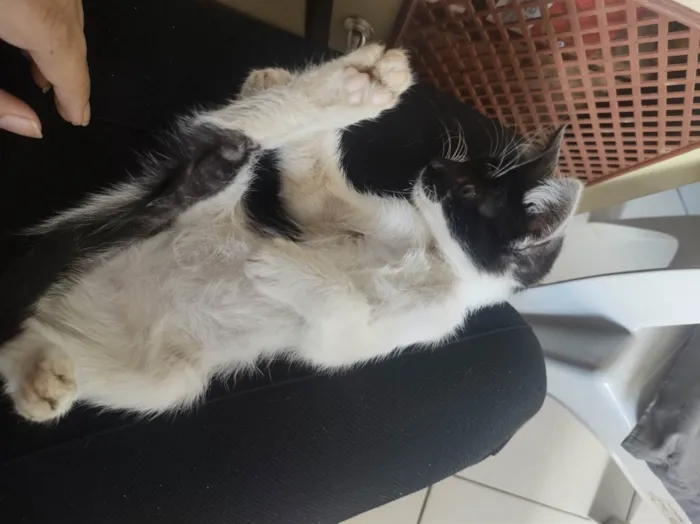 Gato ra a Gato idade Abaixo de 2 meses nome Sem nome 