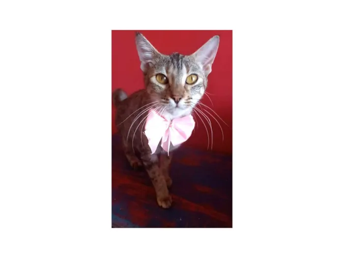 Gato ra a SRD-ViraLata idade 1 ano nome Ava