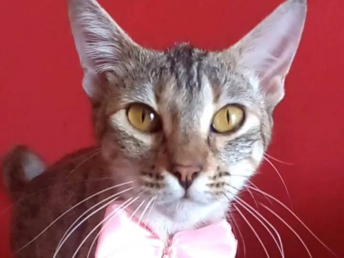 Gato ra a SRD-ViraLata idade 1 ano nome Ava