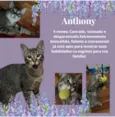 Gato raça Srd idade 2 a 6 meses nome Anthony