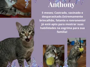 Gato raça Srd idade 2 a 6 meses nome Anthony