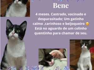 Gato raça Srd idade 2 a 6 meses nome Bene 