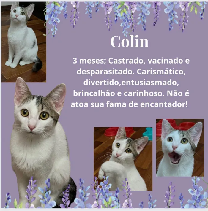 Gato raça Srd idade 2 a 6 meses nome Colin