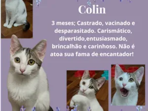 Gato raça Srd idade 2 a 6 meses nome Colin