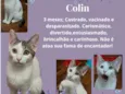 Gato raça Srd idade 2 a 6 meses nome Colin