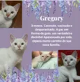 Gato raça Srd idade 2 a 6 meses nome Gregory