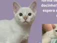 Gato raça Srd idade 2 a 6 meses nome Gregory