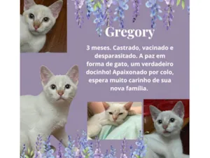 Gato raça Srd idade 2 a 6 meses nome Gregory