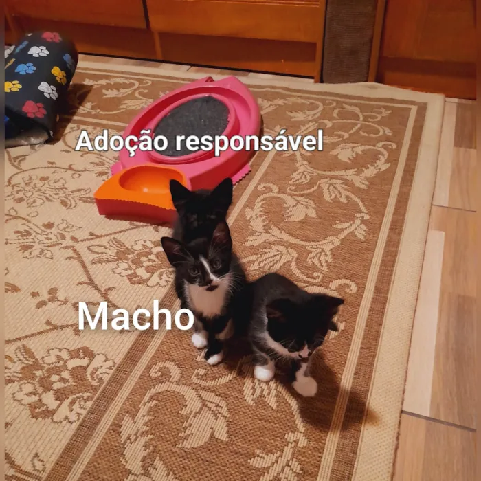 Gato raça SRD idade 2 a 6 meses nome Sem nome