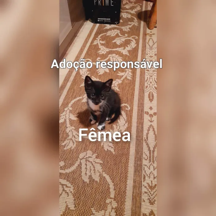 Gato raça SRD idade 2 a 6 meses nome Sem nome