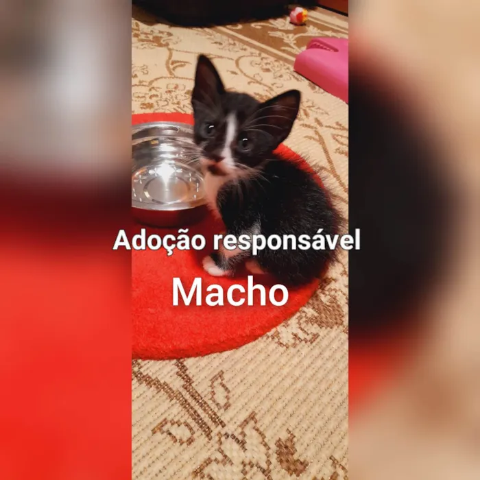 Gato raça SRD idade 2 a 6 meses nome Sem nome