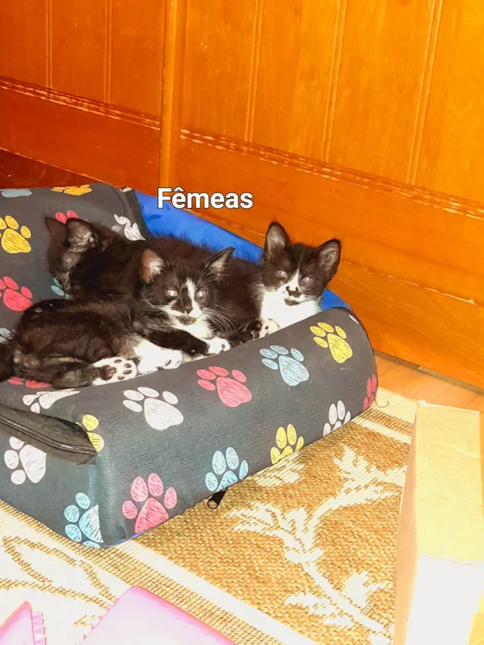 Gato raça SRD idade 2 a 6 meses nome Sem nome