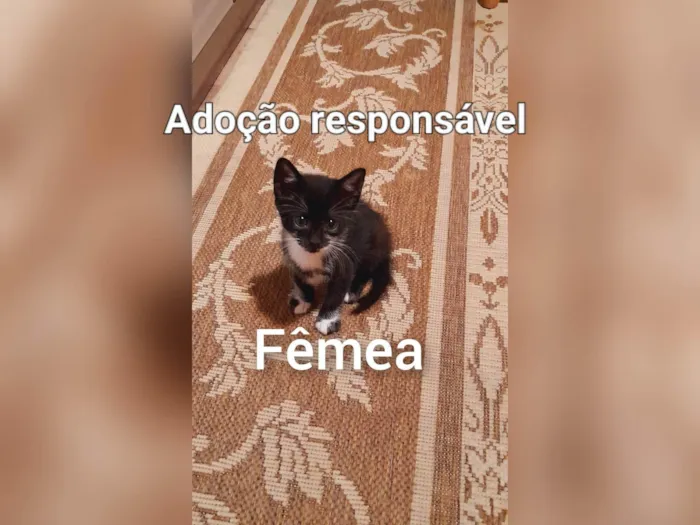 Gato raça SRD idade 2 a 6 meses nome Sem nome