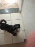estamos chamando de milho 