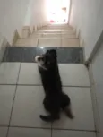 estamos chamando de milho 