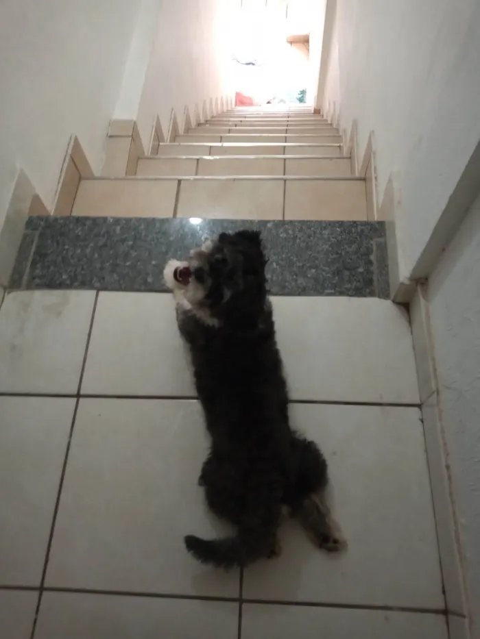 Cachorro raça Lhasa Apso idade 1 ano nome estamos chamando de milho 
