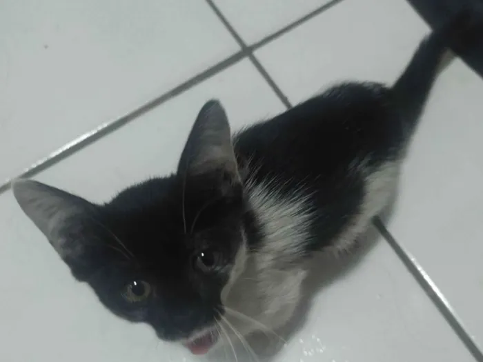 Gato ra a Gato idade Abaixo de 2 meses nome Sem nome 