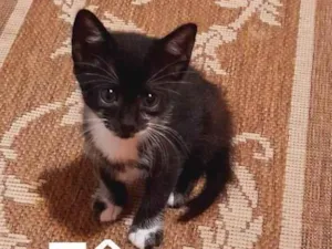 Gato raça SRD idade 2 a 6 meses nome Sem nome