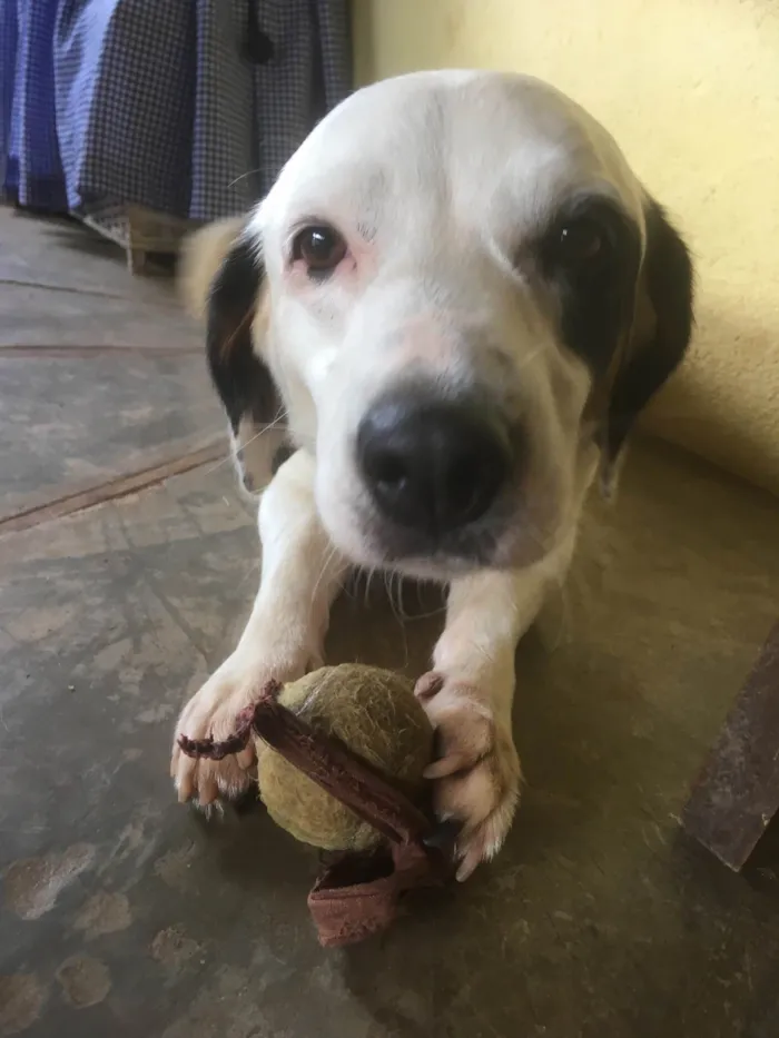 Cachorro ra a Viralata  idade 4 anos nome Meg