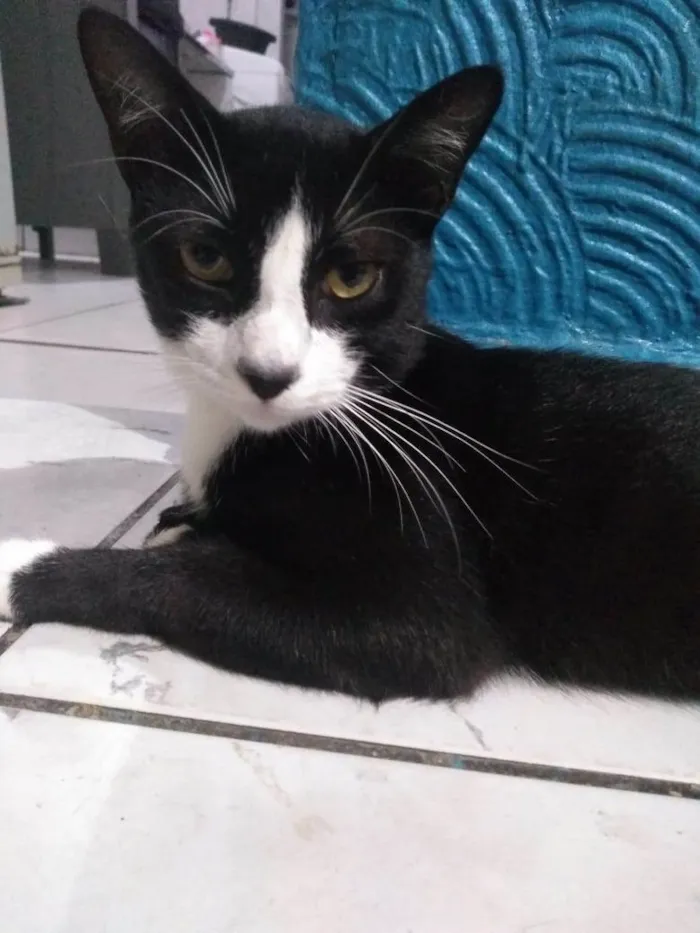 Gato raça SRD-ViraLata idade 1 ano nome Jove 