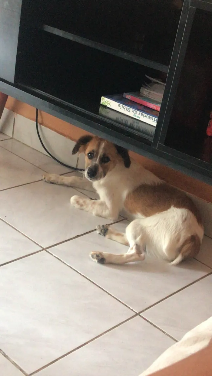 Cachorro ra a SRD-ViraLata idade 2 a 6 meses nome poly