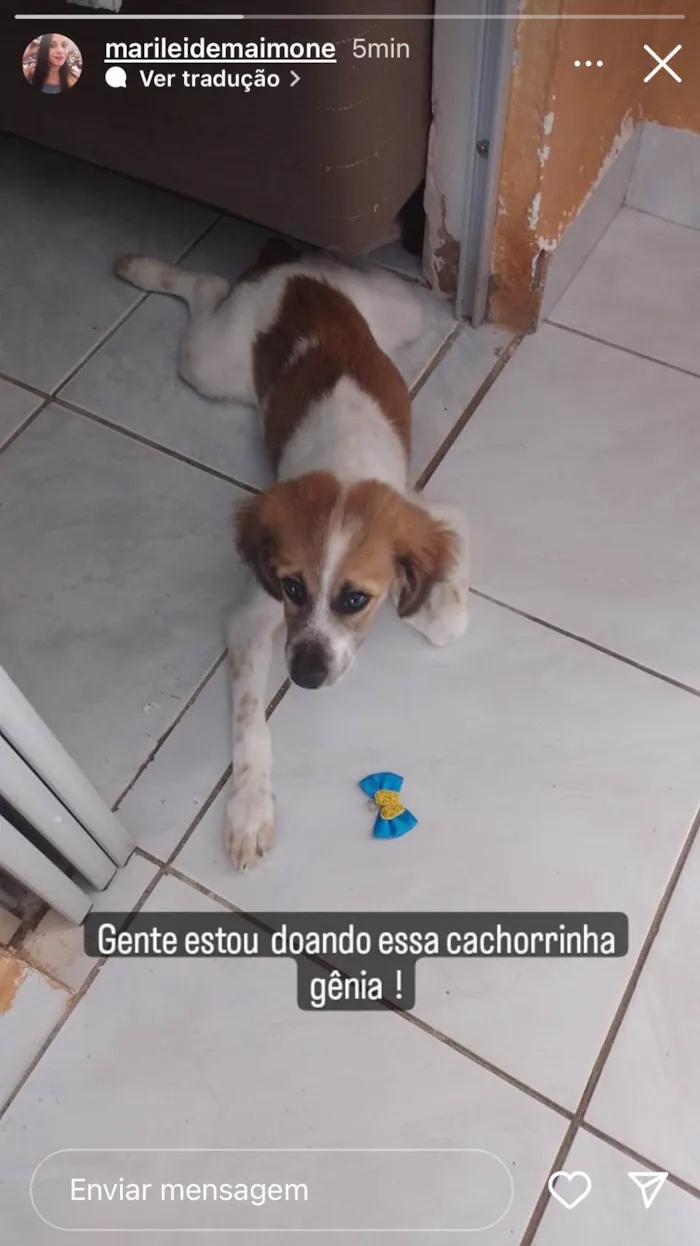 Cachorro ra a SRD-ViraLata idade 2 a 6 meses nome poly