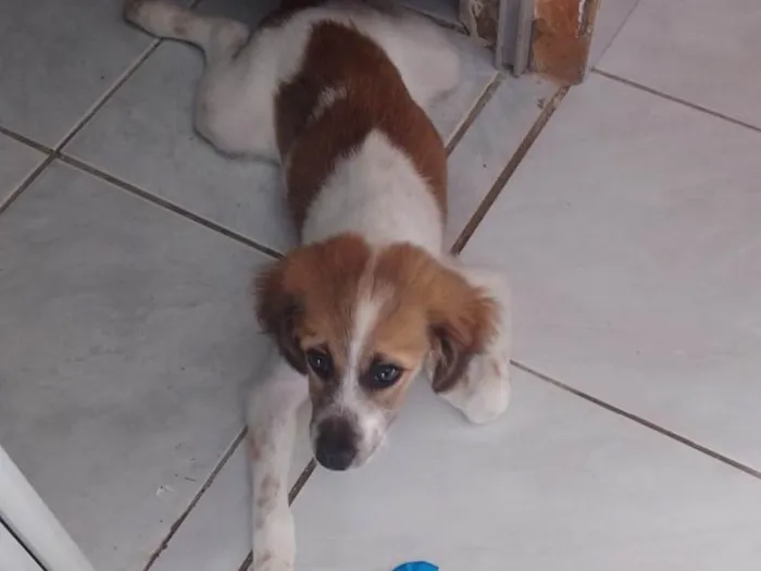 Cachorro ra a SRD-ViraLata idade 2 a 6 meses nome poly