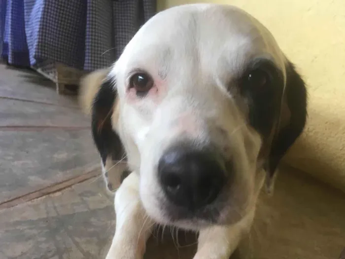 Cachorro ra a Viralata  idade 4 anos nome Meg