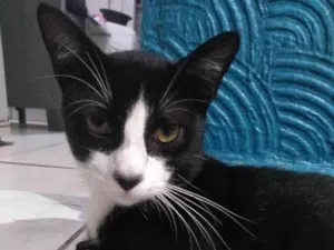 Gato raça SRD-ViraLata idade 1 ano nome Jove 