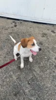 Cachorro raça Jack russel  idade 2 a 6 meses nome Lion 