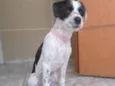 Cachorro raça SRD-ViraLata idade 1 ano nome Polly