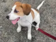 Cachorro raça Jack russel  idade 2 a 6 meses nome Lion 