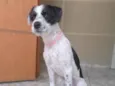 Cachorro raça SRD-ViraLata idade 1 ano nome Polly