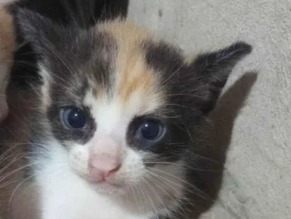 Gato raça SRD-ViraLata idade 7 a 11 meses nome Sem nome
