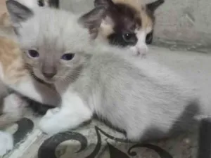 Gato raça SRD-ViraLata idade 2 a 6 meses nome Sem nome