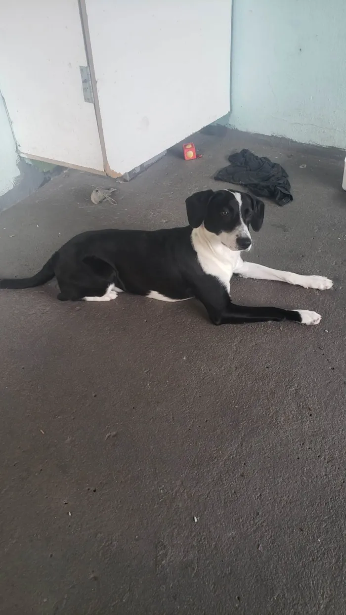 Cachorro ra a SRD-ViraLata idade 7 a 11 meses nome Thor