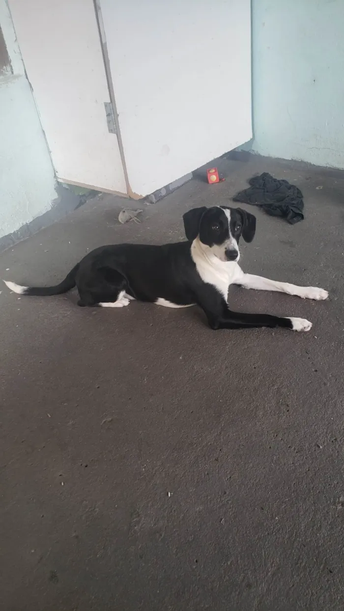 Cachorro ra a SRD-ViraLata idade 7 a 11 meses nome Thor